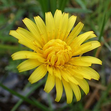 Taraxacum hollandicum \ Holl�ndischer Sumpf-L�wenzahn / Dutch Marsh Dandelion, D R&uuml;sselsheim 20.4.2013