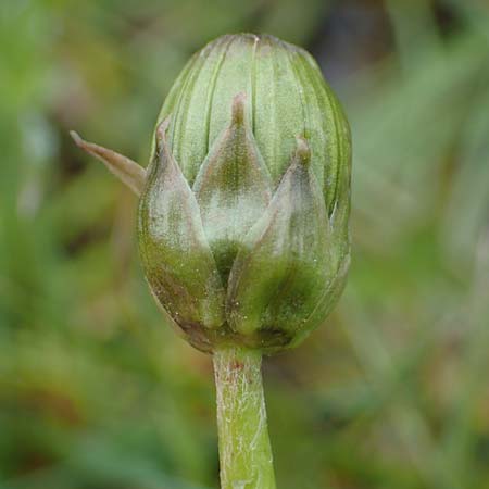 Taraxacum hollandicum \ Holl�ndischer Sumpf-L�wenzahn / Dutch Marsh Dandelion, D R&uuml;sselsheim 20.4.2013