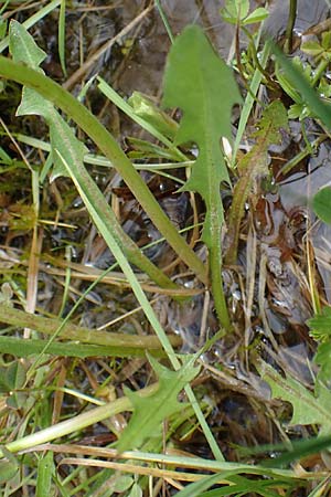 Taraxacum hollandicum \ Holl�ndischer Sumpf-L�wenzahn / Dutch Marsh Dandelion, D R&uuml;sselsheim 20.4.2013