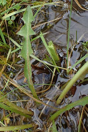 Taraxacum hollandicum \ Holl�ndischer Sumpf-L�wenzahn / Dutch Marsh Dandelion, D R&uuml;sselsheim 20.4.2013