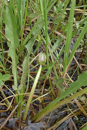 Taraxacum hollandicum \ Holl�ndischer Sumpf-L�wenzahn / Dutch Marsh Dandelion, D R&uuml;sselsheim 20.4.2013