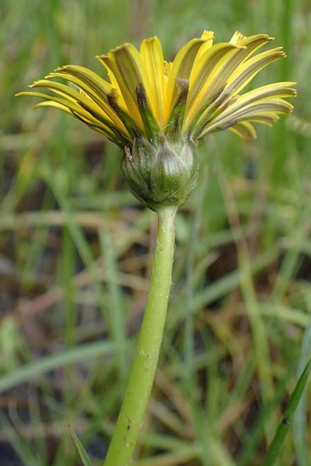 Taraxacum hollandicum \ Holl�ndischer Sumpf-L�wenzahn / Dutch Marsh Dandelion, D R&uuml;sselsheim 20.4.2013