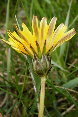 Taraxacum hollandicum \ Holl�ndischer Sumpf-L�wenzahn / Dutch Marsh Dandelion, D M&uuml;nzenberg 25.4.2015