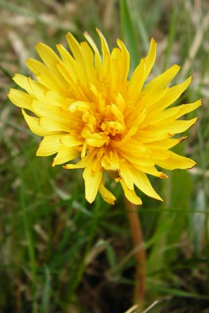 Taraxacum hollandicum \ Holl�ndischer Sumpf-L�wenzahn / Dutch Marsh Dandelion, D M&uuml;nzenberg 25.4.2015