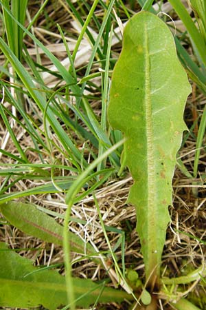 Taraxacum hollandicum \ Holl�ndischer Sumpf-L�wenzahn / Dutch Marsh Dandelion, D M&uuml;nzenberg 25.4.2015
