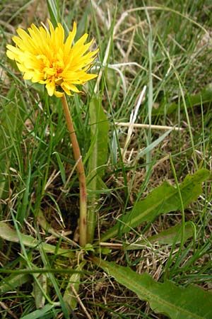 Taraxacum hollandicum \ Holl�ndischer Sumpf-L�wenzahn / Dutch Marsh Dandelion, D M&uuml;nzenberg 25.4.2015