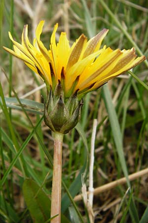 Taraxacum hollandicum \ Holl�ndischer Sumpf-L�wenzahn / Dutch Marsh Dandelion, D M&uuml;nzenberg 25.4.2015