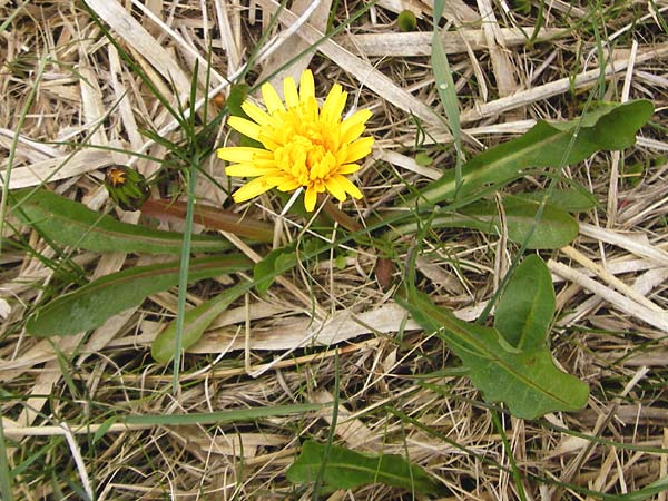 Taraxacum hollandicum \ Holl�ndischer Sumpf-L�wenzahn / Dutch Marsh Dandelion, D M&uuml;nzenberg 25.4.2015