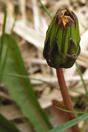 Taraxacum hollandicum \ Holl�ndischer Sumpf-L�wenzahn / Dutch Marsh Dandelion, D M&uuml;nzenberg 25.4.2015