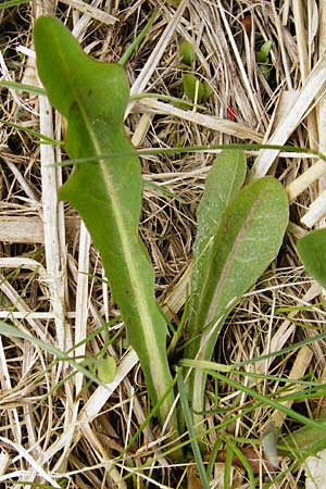 Taraxacum hollandicum \ Holl�ndischer Sumpf-L�wenzahn / Dutch Marsh Dandelion, D M&uuml;nzenberg 25.4.2015