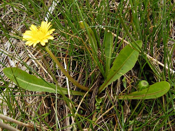 Taraxacum hollandicum \ Holl�ndischer Sumpf-L�wenzahn / Dutch Marsh Dandelion, D M&uuml;nzenberg 25.4.2015