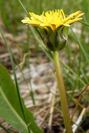 Taraxacum hollandicum \ Holl�ndischer Sumpf-L�wenzahn / Dutch Marsh Dandelion, D M&uuml;nzenberg 25.4.2015