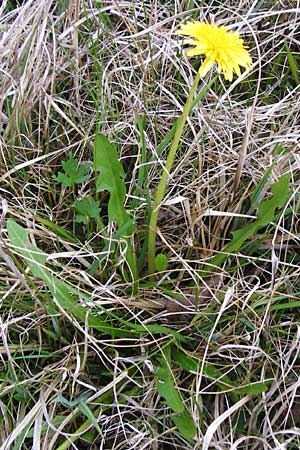 Taraxacum hollandicum \ Holl�ndischer Sumpf-L�wenzahn / Dutch Marsh Dandelion, D M&uuml;nzenberg 25.4.2015