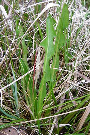 Taraxacum hollandicum \ Holl�ndischer Sumpf-L�wenzahn / Dutch Marsh Dandelion, D M&uuml;nzenberg 25.4.2015