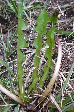 Taraxacum hollandicum \ Holl�ndischer Sumpf-L�wenzahn / Dutch Marsh Dandelion, D M&uuml;nzenberg 25.4.2015