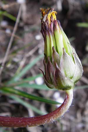 Taraxacum hollandicum \ Holl�ndischer Sumpf-L�wenzahn / Dutch Marsh Dandelion, D M&uuml;nzenberg 25.4.2015