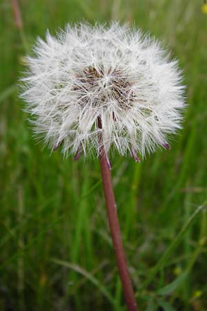 Taraxacum hollandicum \ Holl�ndischer Sumpf-L�wenzahn / Dutch Marsh Dandelion, D M&uuml;nzenberg 16.5.2015
