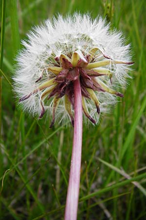 Taraxacum hollandicum \ Holl�ndischer Sumpf-L�wenzahn / Dutch Marsh Dandelion, D M&uuml;nzenberg 16.5.2015