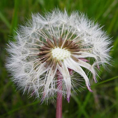 Taraxacum hollandicum \ Holl�ndischer Sumpf-L�wenzahn / Dutch Marsh Dandelion, D M&uuml;nzenberg 16.5.2015