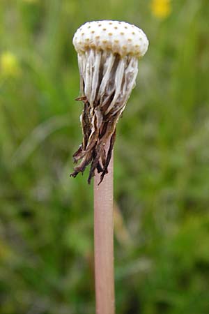 Taraxacum hollandicum \ Holl�ndischer Sumpf-L�wenzahn / Dutch Marsh Dandelion, D M&uuml;nzenberg 16.5.2015