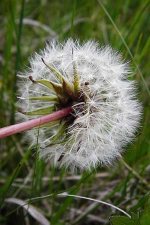 Taraxacum hollandicum \ Holl�ndischer Sumpf-L�wenzahn / Dutch Marsh Dandelion, D M&uuml;nzenberg 16.5.2015