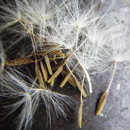 Taraxacum hollandicum \ Holl�ndischer Sumpf-L�wenzahn / Dutch Marsh Dandelion, D M&uuml;nzenberg 16.5.2015