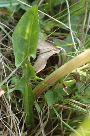 Taraxacum hollandicum \ Holl�ndischer Sumpf-L�wenzahn / Dutch Marsh Dandelion, D Messel 13.5.2017