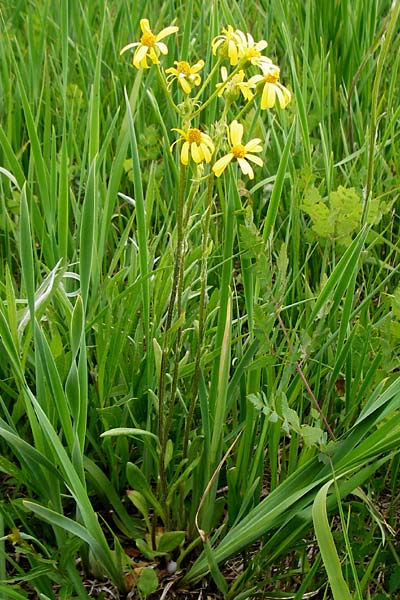 Tephroseris integrifolia / Field Fleawort, D Grettstadt 1.6.2015