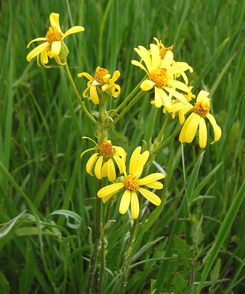 Tephroseris integrifolia / Field Fleawort, D Grettstadt 1.6.2015