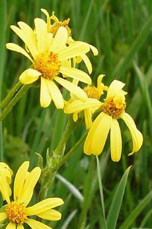 Tephroseris integrifolia / Field Fleawort, D Grettstadt 1.6.2015