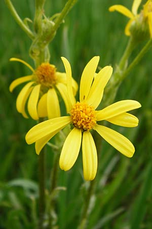 Tephroseris integrifolia / Field Fleawort, D Grettstadt 1.6.2015