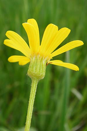 Tephroseris integrifolia / Field Fleawort, D Grettstadt 1.6.2015