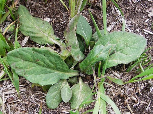 Tephroseris integrifolia / Field Fleawort, D Grettstadt 1.6.2015