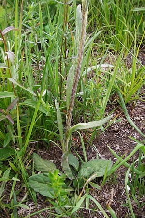 Tephroseris integrifolia / Field Fleawort, D Grettstadt 1.6.2015