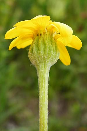 Tephroseris integrifolia / Field Fleawort, D Grettstadt 1.6.2015