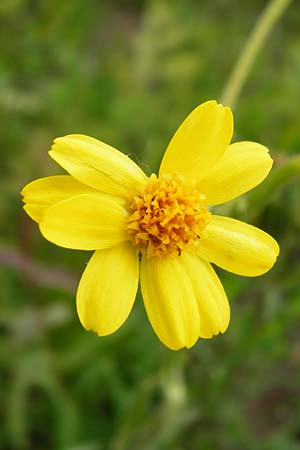 Tephroseris integrifolia / Field Fleawort, D Grettstadt 1.6.2015