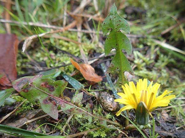 Taraxacum spec6 ? \ L�wenzahn / Dandelion, D Schriesheim-Altenbach 8.11.2015