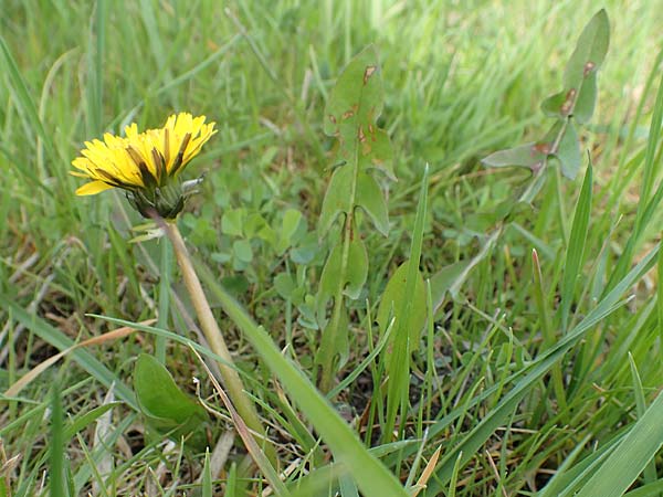 Taraxacum specH ? \ L�wenzahn / Dandelion, D Birkenheide 14.4.2018