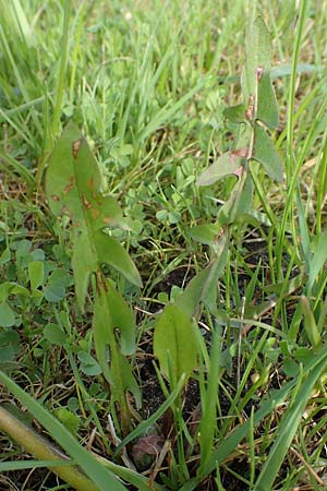 Taraxacum specH ? \ L�wenzahn / Dandelion, D Birkenheide 14.4.2018