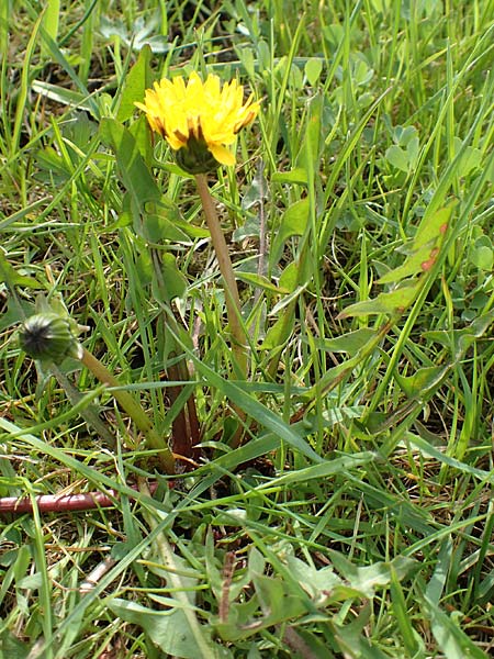 Taraxacum specH ? \ L�wenzahn / Dandelion, D Birkenheide 14.4.2018