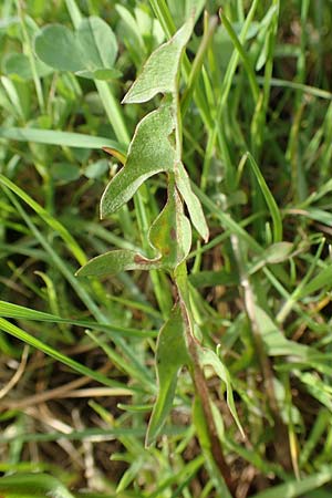 Taraxacum specH ? \ L�wenzahn / Dandelion, D Birkenheide 14.4.2018