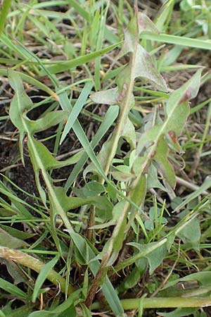 Taraxacum specH ? \ L�wenzahn / Dandelion, D Birkenheide 14.4.2018
