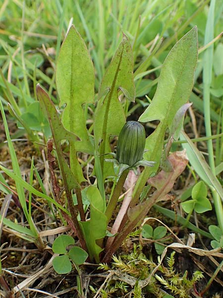 Taraxacum specH ? \ L�wenzahn / Dandelion, D Birkenheide 14.4.2018