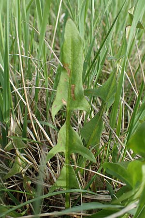 Taraxacum specH ? \ L�wenzahn / Dandelion, D Birkenheide 14.4.2018