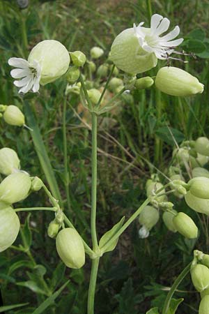Silene vulgaris subsp. vulgaris \ Gew�hnliches Leimkraut, Taubenkropf-Leimkraut / Bladder Campion, D Sandhausen 25.5.2007