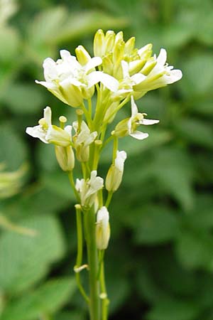 Turritis glabra \ Kahles Turmkraut, Kahle G�nsekresse, D Odenwald, Lindenfels 16.6.2015