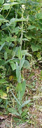 Turritis glabra \ Kahles Turmkraut, Kahle G�nsekresse, D Odenwald, Lindenfels 16.6.2015