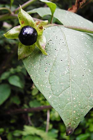 Atropa bella-donna \ Tollkirsche / Deadly Nightshade, D Weinheim an der Bergstra&szlig;e 20.7.2015