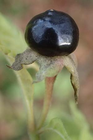 Atropa bella-donna \ Tollkirsche / Deadly Nightshade, D Pirmasens 15.11.2020