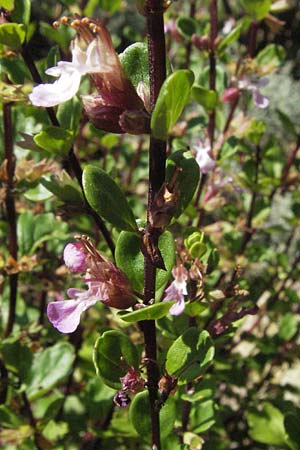 Teucrium lucidum \ Gl�nzender Gamander, Leuchtender Gamander Gamander / Shining Germander, D Botan. Gar.  Universit.  Mainz 4.8.2007